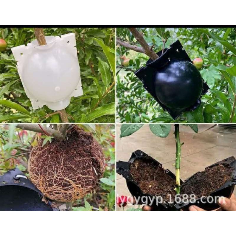 plant rooting device, high pressure propagation ball | Shopee Philippines