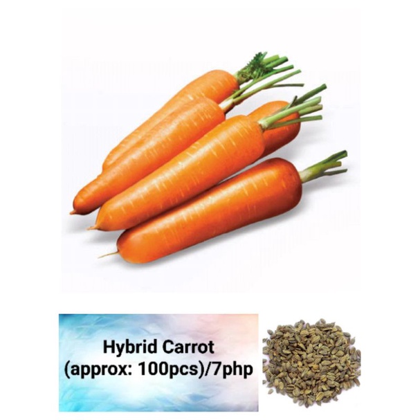 Hybrid Carrot Seeds (approx 100pcs) Shopee Philippines