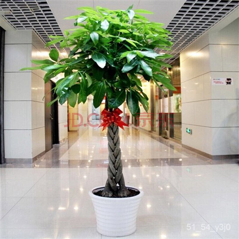 Big money deals tree plant