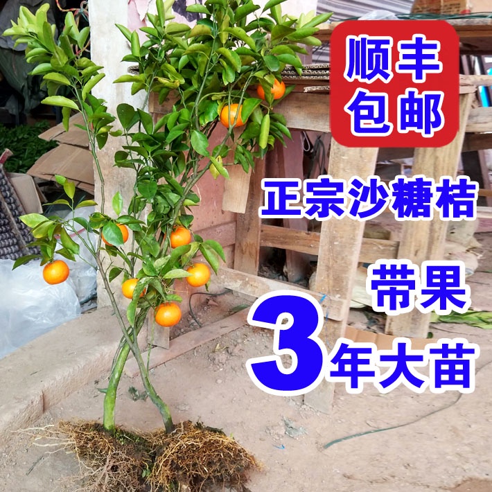 Easy to grow[Buy 1 get 1 free] 3 years of authentic seedless sugar