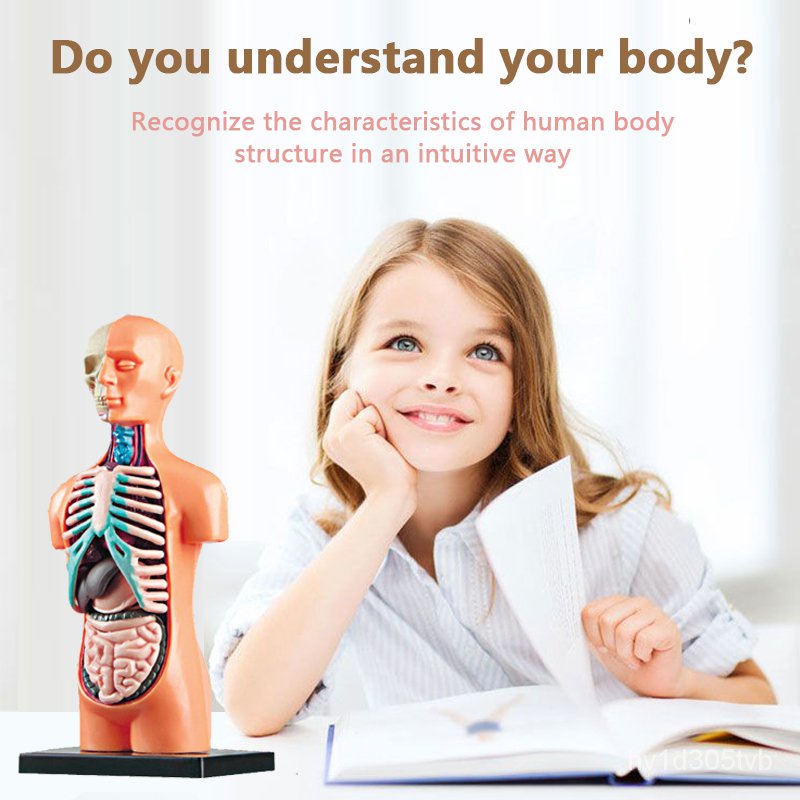 Children's educational toys 3D scientific human torso model organ