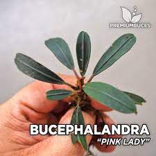 Bucephalandra : buce pink lady, Skeleton king , Black swan , pearl gray  -rare species. | Shopee Philippines