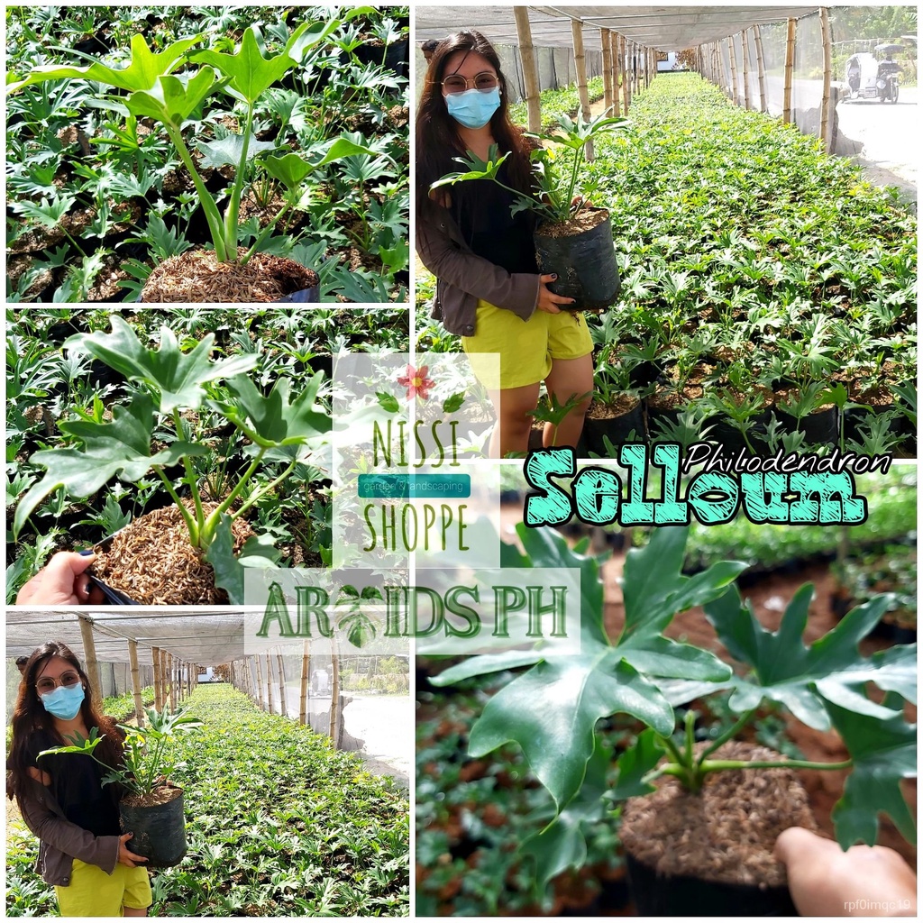 wxrA SELLOUM / SAHOD YAMAN PHILODENDRON (LUCKY PLANT) Shopee Philippines