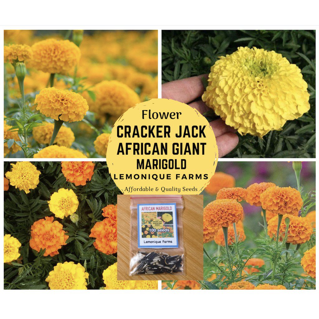 cash on delivery African Marigold Flower | Giant Marigold Flower Seeds ...