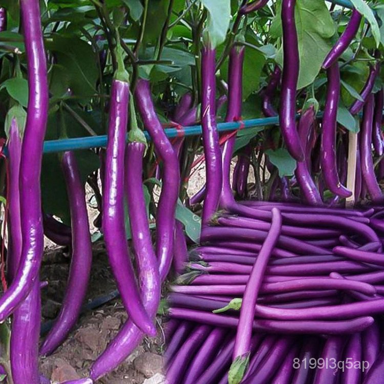 [High Germination] Hybrid Eggplant Seed Planting (200Seed/Bag，Easy to ...