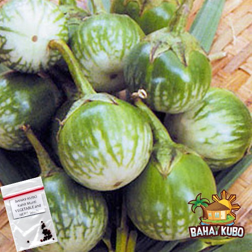 Eggplant Ilokano | Bilog na Talong Seeds | Shopee Philippines