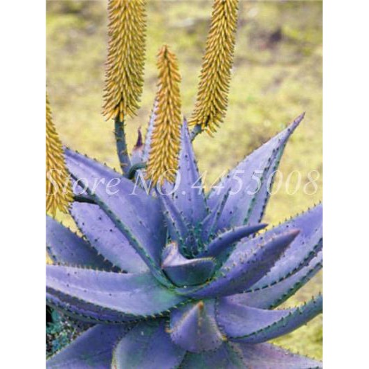 pure aloe vera cream Day & Night Cream 24-7 Moisture Combo