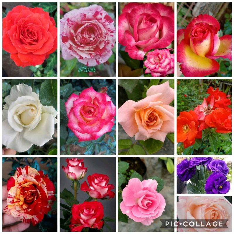 RARE ROSE , RARE ROSE | Shopee Philippines