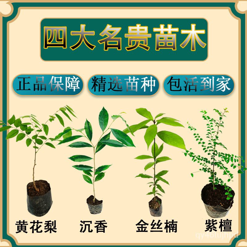 Authentic Agarwood Sapling Silkwood Sapling Hainan Huanghuali Sapling ...