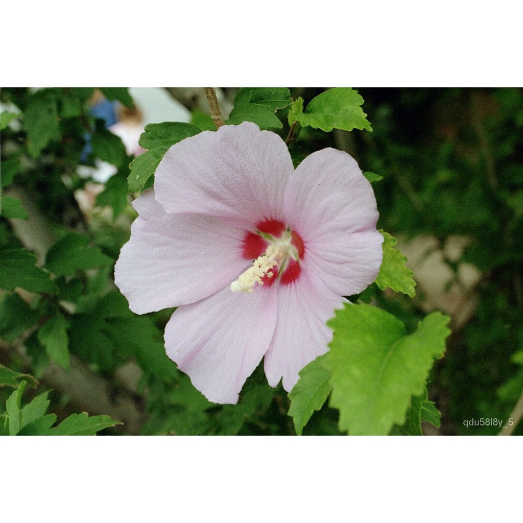 flower seeds white rose of sharon seeds/Seeds Plants Fruits Chives ...