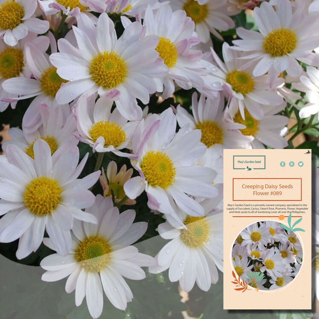 Creeping Daisy Seeds, Chrysanthemum Paludosum Seeds, Flower Seeds089
