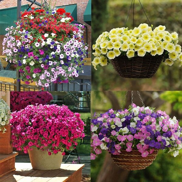 Ready Stock 50 pcs Hanging Petunia Beautiful Seeds Flower Seeds ...