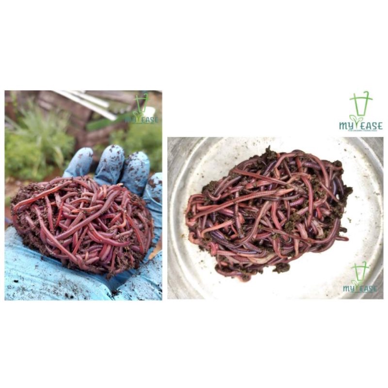 100 grams+ Vermicompost Vermiculture African Night Crawler ANC