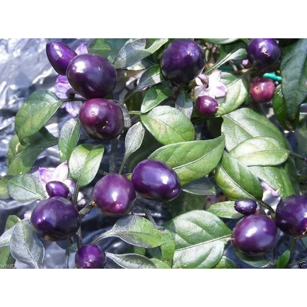 Purple siling labuyo | hot purple chili | pretty in purple pepper | hot ...