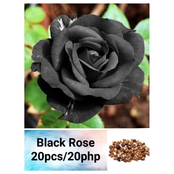 Black Rose Seeds (20pcs) Shopee Philippines