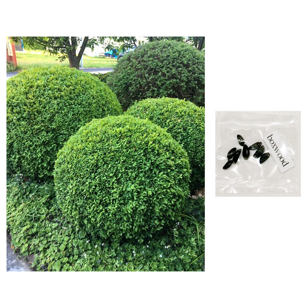 boxwood shrubs plant tree seeds Shopee Philippines