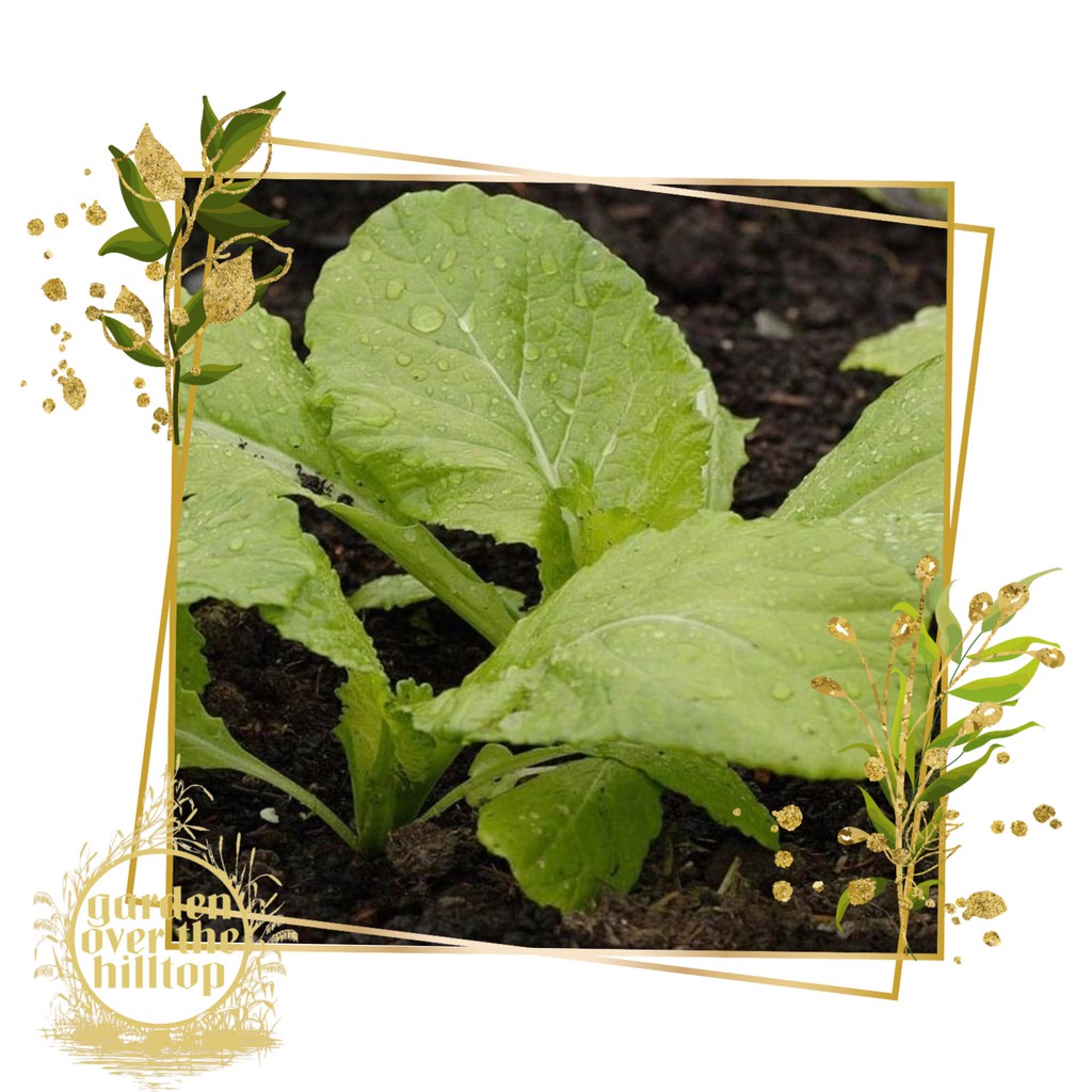 mustasa/mustard seeds | Shopee Philippines