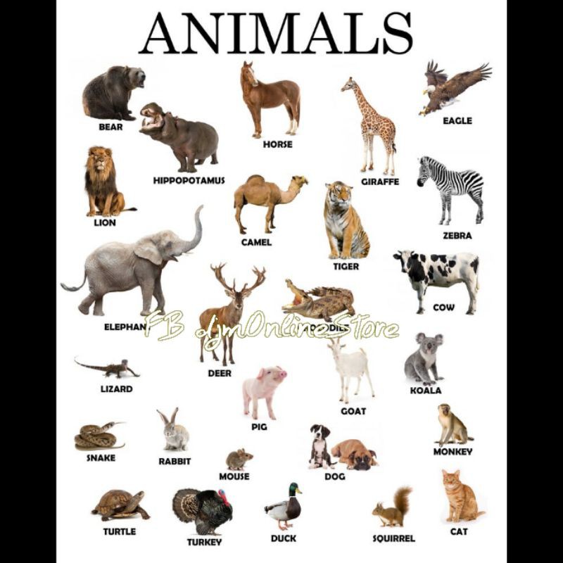 animals educational poster chart Lamniated learning material | Shopee ...