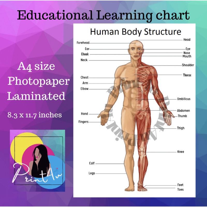 Human Body Structure Learning chart Laminated | Shopee Philippines