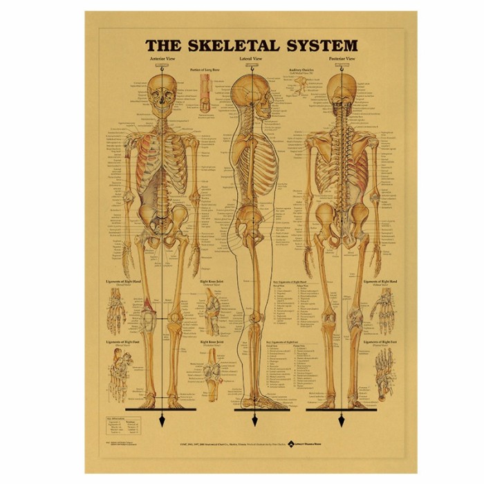 Biology Education Wall Poster (Human Skeleton System) | Shopee Philippines
