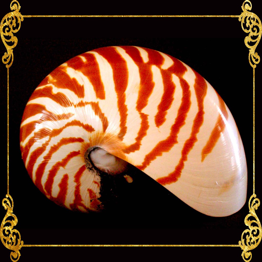 Chamber Nautilus | Natural Shell | Polished Seashell for Décor, Display ...