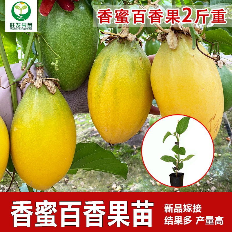 Easy to growFragrant honey passion fruit seedlings grafted fragrant