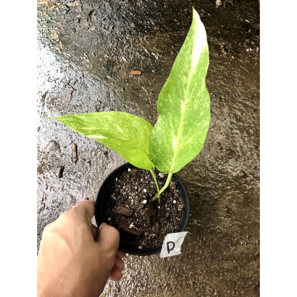 Epipremnum Pinnatum Aurea flame ( Rooting ) for Sale in Moreno Valley, CA -  OfferUp