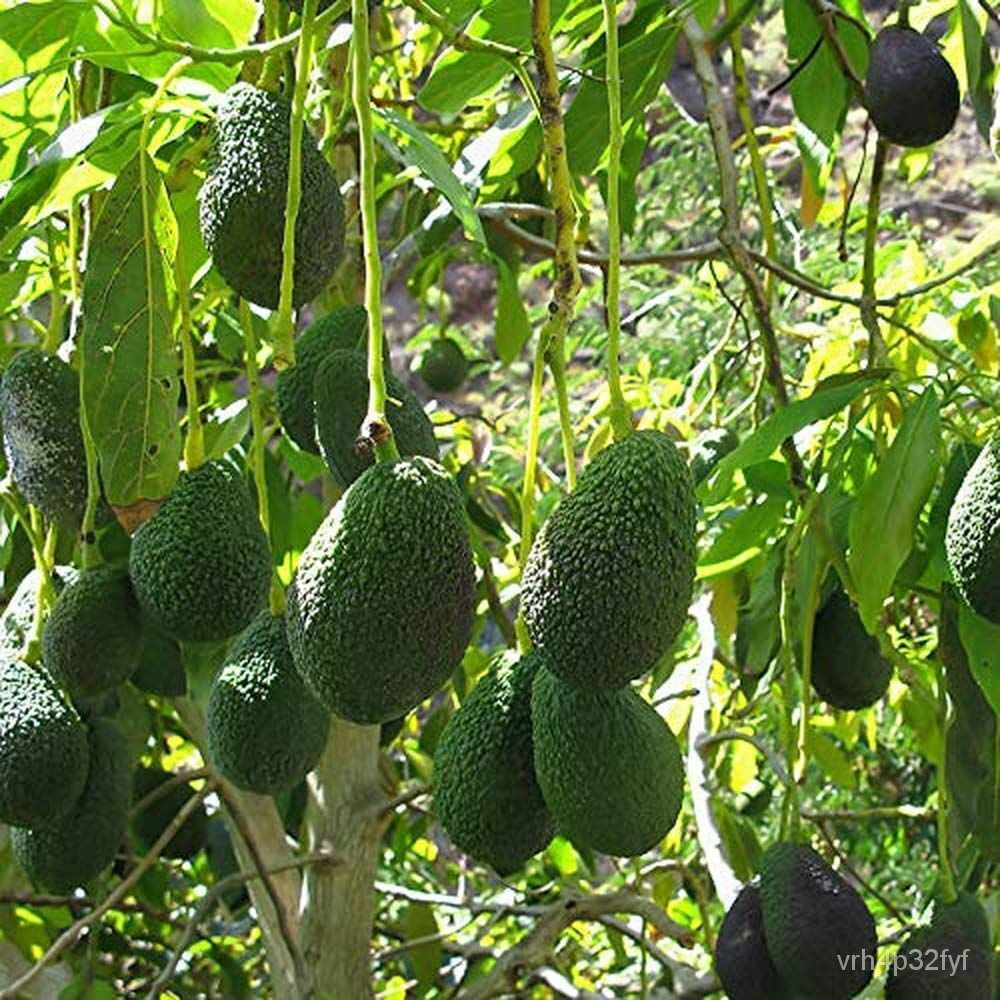 flower seeds Hass Avocado Native Fruit Tree Seeds, Non GMO Fresh