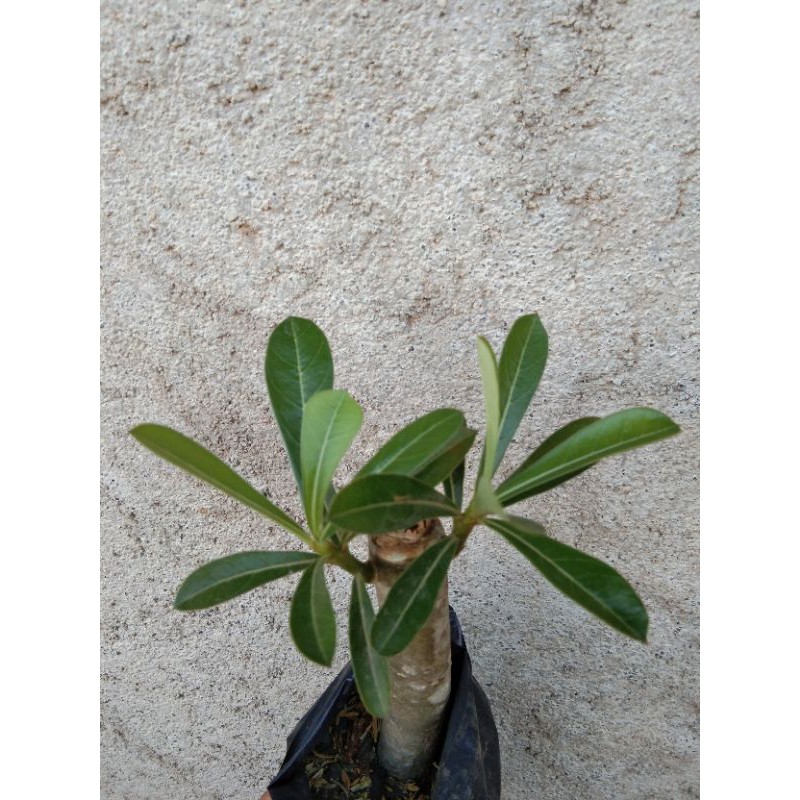 Calachuchi with roots (Adenium Obesum) | Shopee Philippines