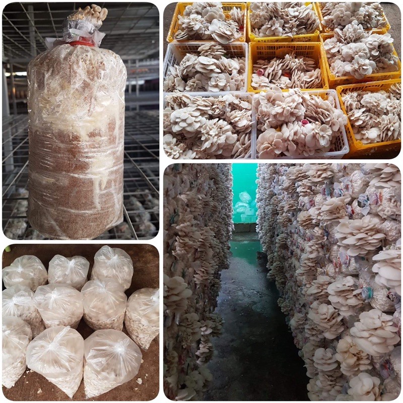 Mushroom fruiting bag philippines online