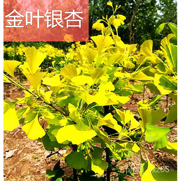 Golden Leaf Ginkgo Seedlings Ginkgo Seedlings Gold Leaf Ginkgo Bonsai