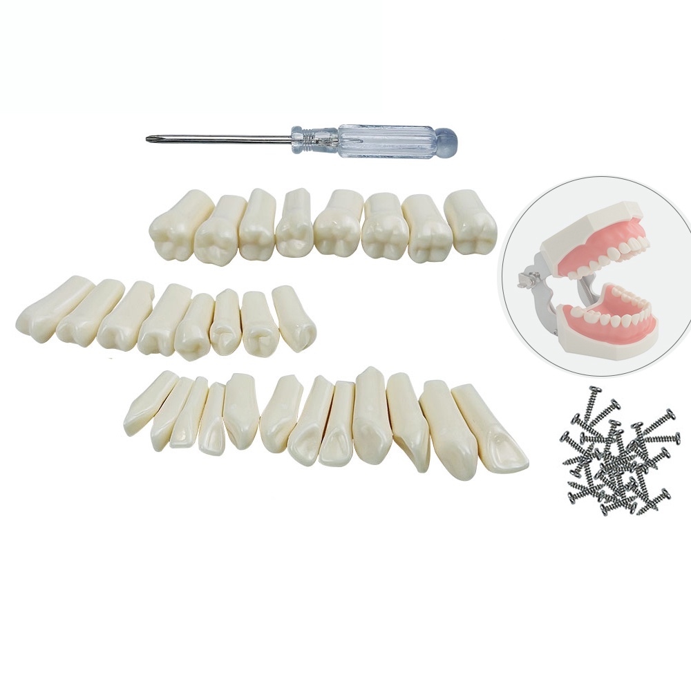 Tooth Model For NISSIN Filling Training Practice Simulation Replacement ...