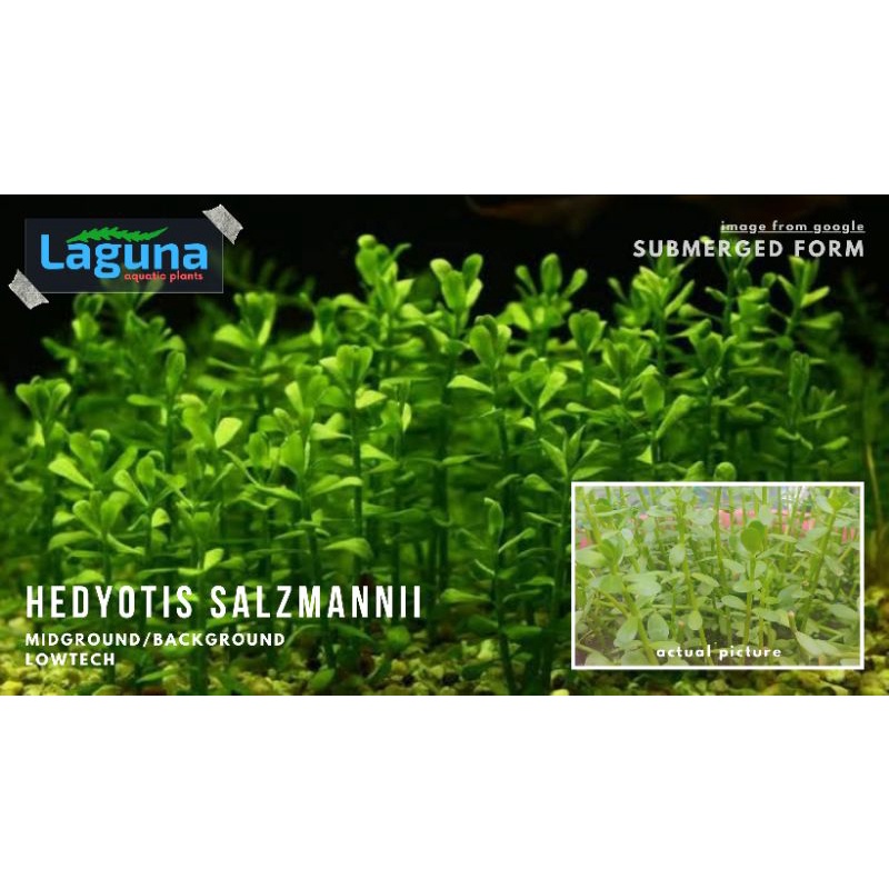 Hedyotis Salzmannii lowtech aquatic plants (15pcs+) | Shopee Philippines