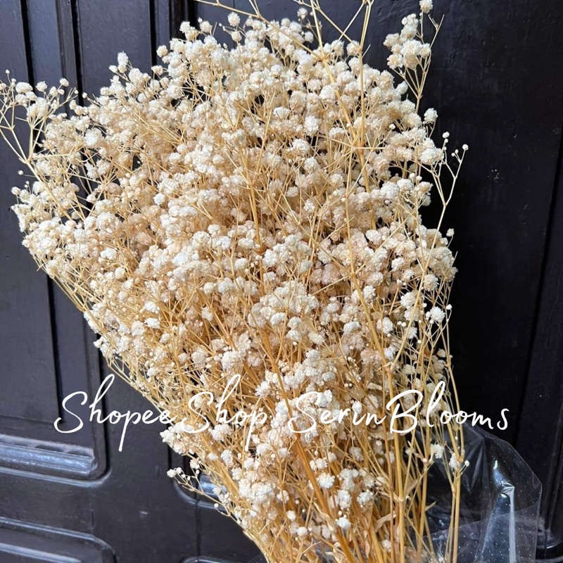 Preserved Dried Gypsophila (baby's Breath) Sold Per Bundle 