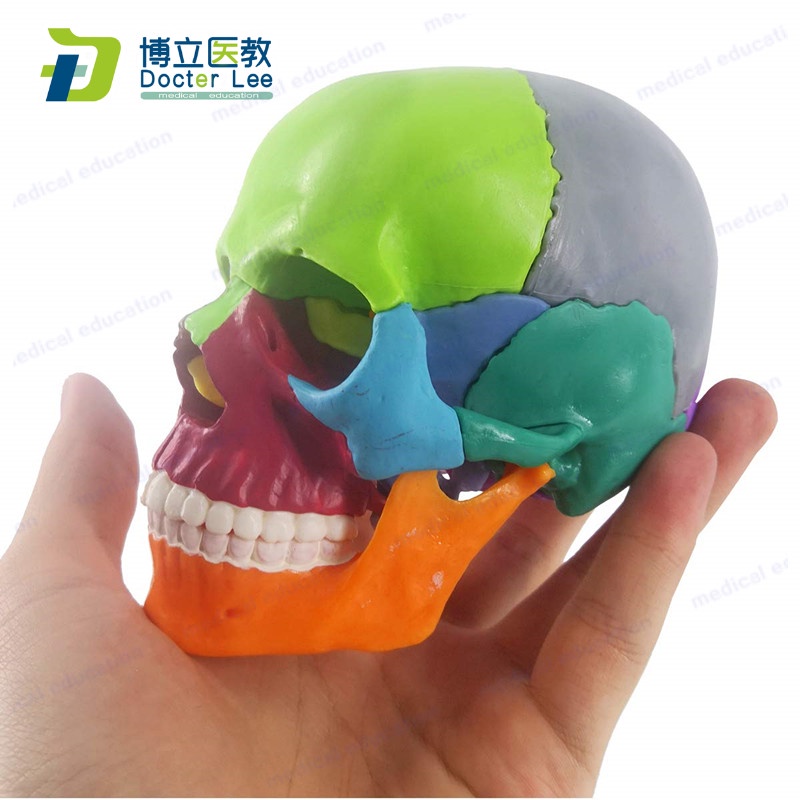 15 Parts Mini Anatomy Human Colorful Skull Skeleton Model Disassemble 