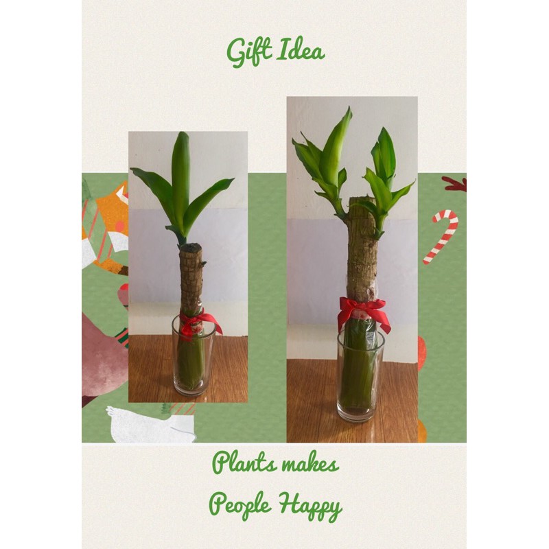 fortune-plant-cuttings-1pc-with-roots-shopee-philippines