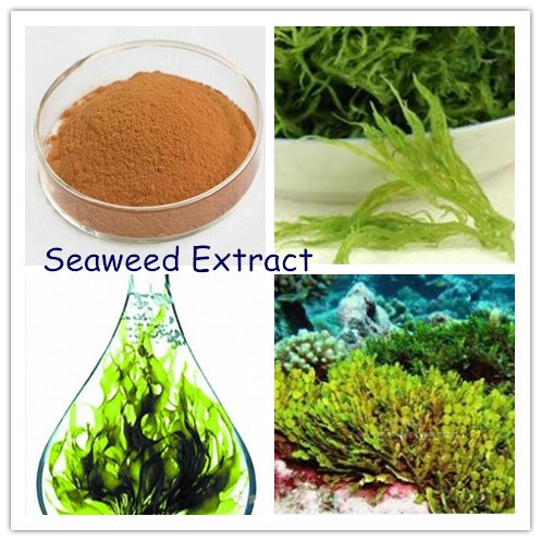 50-200g Seaweed-Extract-Powder Fucoxanthin-Powder/kombu Anti-Cancer ...