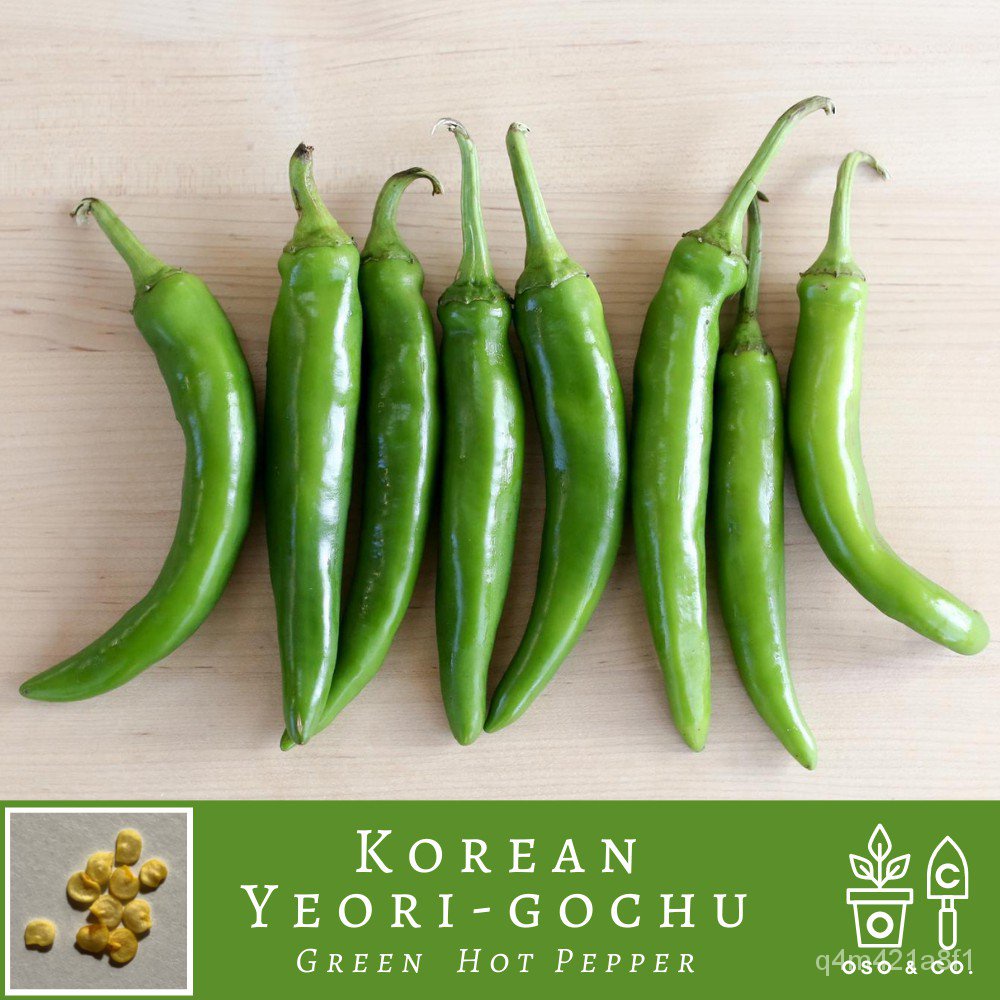 Korean Yeorigochu Green Hot Pepper Capsicum annuum Seeds ((It's a seed, not a plant!)玫瑰/裙子/文胸