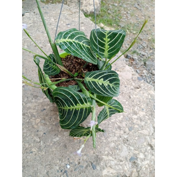Red and green marantha calathea (luzon only) | Shopee Philippines