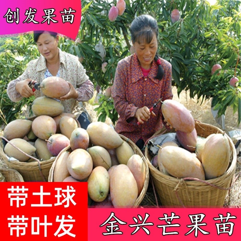 new-variety-jinxing-mango-seedling-grafting-mango-trees-bear-fruit-in