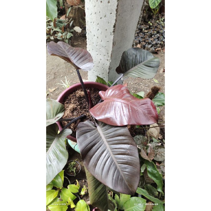 BLACK CARDINAL PHILODENDRON | Shopee Philippines