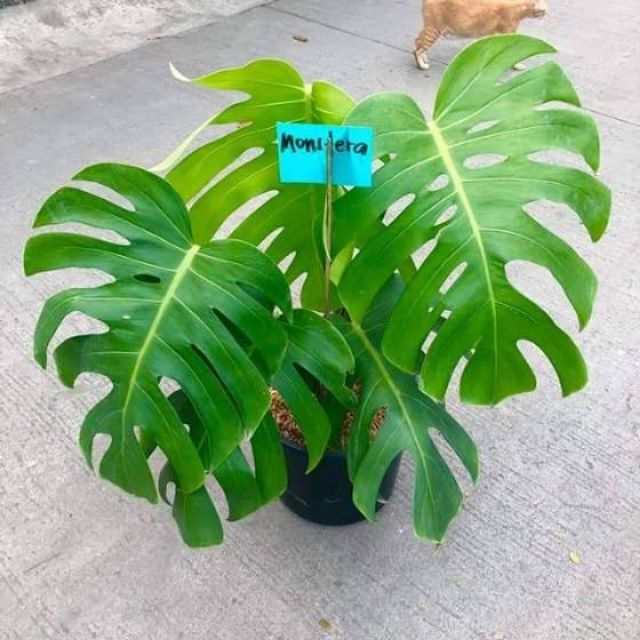 Sale!!! Real Monstera Plant Shopee Philippines
