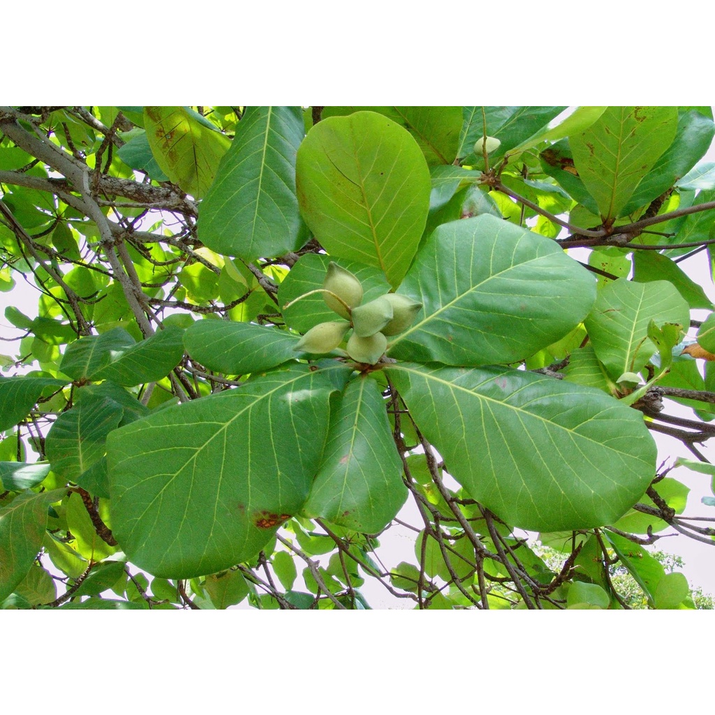 Talisay Leaves (Terminalia Catappa) Mix Sunbaked and Fresh Leaves for ...