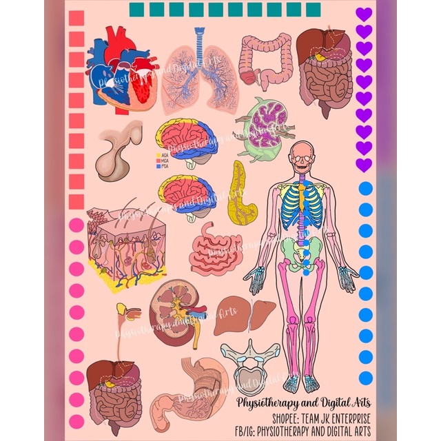 Human Anatomy Medical Digital Stickers | Shopee Philippines