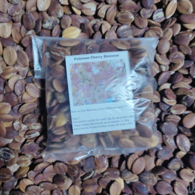 GARDEN DISPLAY. PALAWAN CHERRY BLOSSOM TREE l 100g IN PACK Shopee
