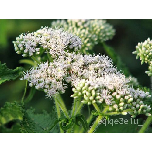 flower seeds 200 WHITE BONESET / TALL THOROUGHWORT Eupatorium Seeds ...