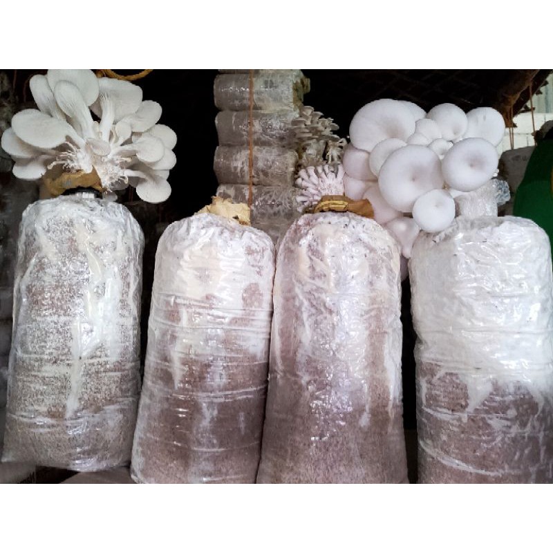 Fruiting bag Mushroom fruiting bag 10 2 FULLY MUMMIFIED Shopee Philippines