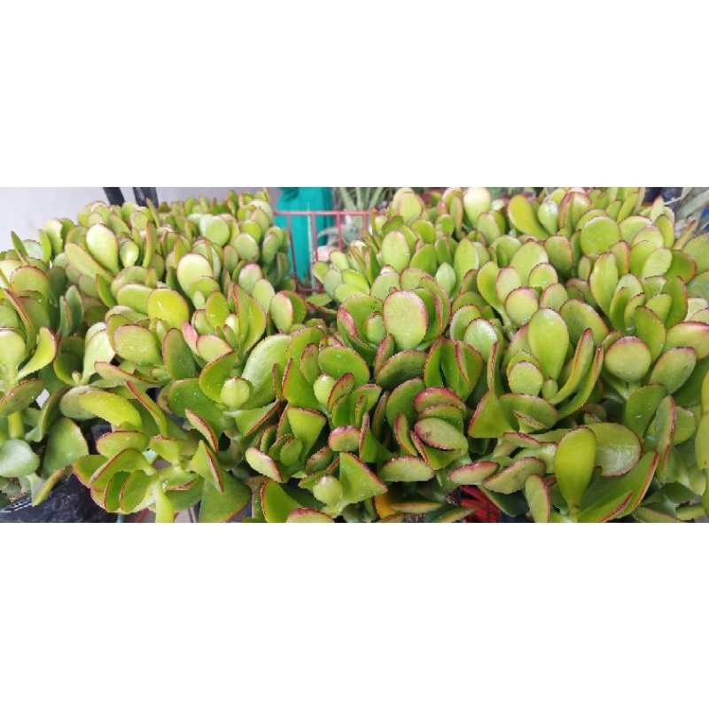 Jade Plant Money Makercrassula Ovata Shopee Philippines