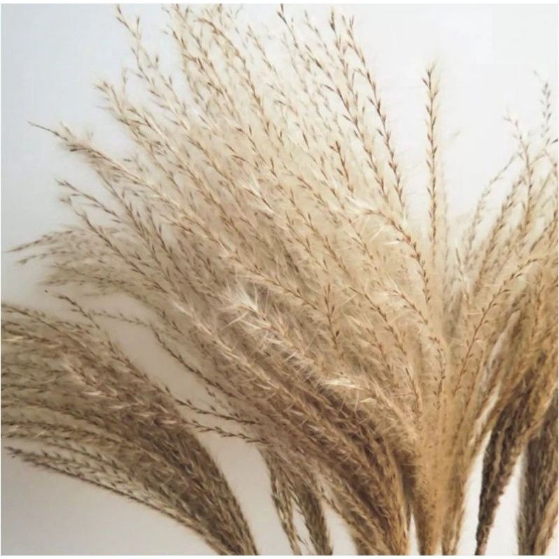 Dried Reed Fluffy Pampas Home Decor Gift Wedding Party Home Birthday ...
