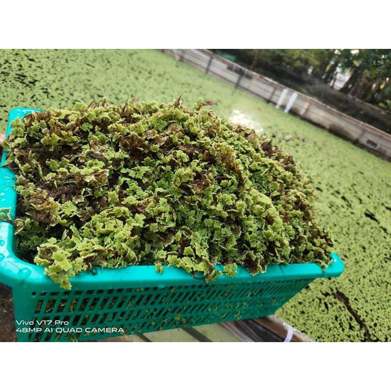 Azolla ( 500 ml container ) | Shopee Philippines